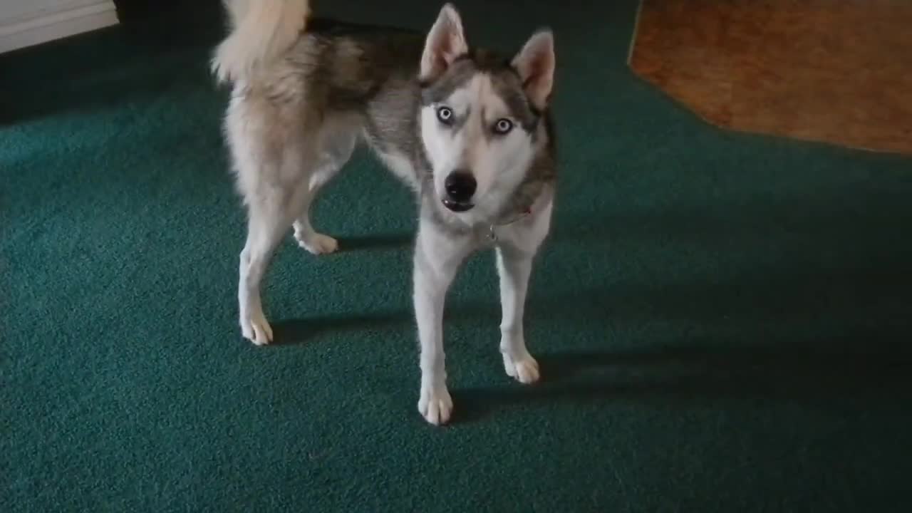 Silly Husky throws tantrum