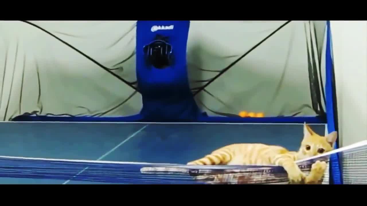 The Funniest Cats compilation 2021