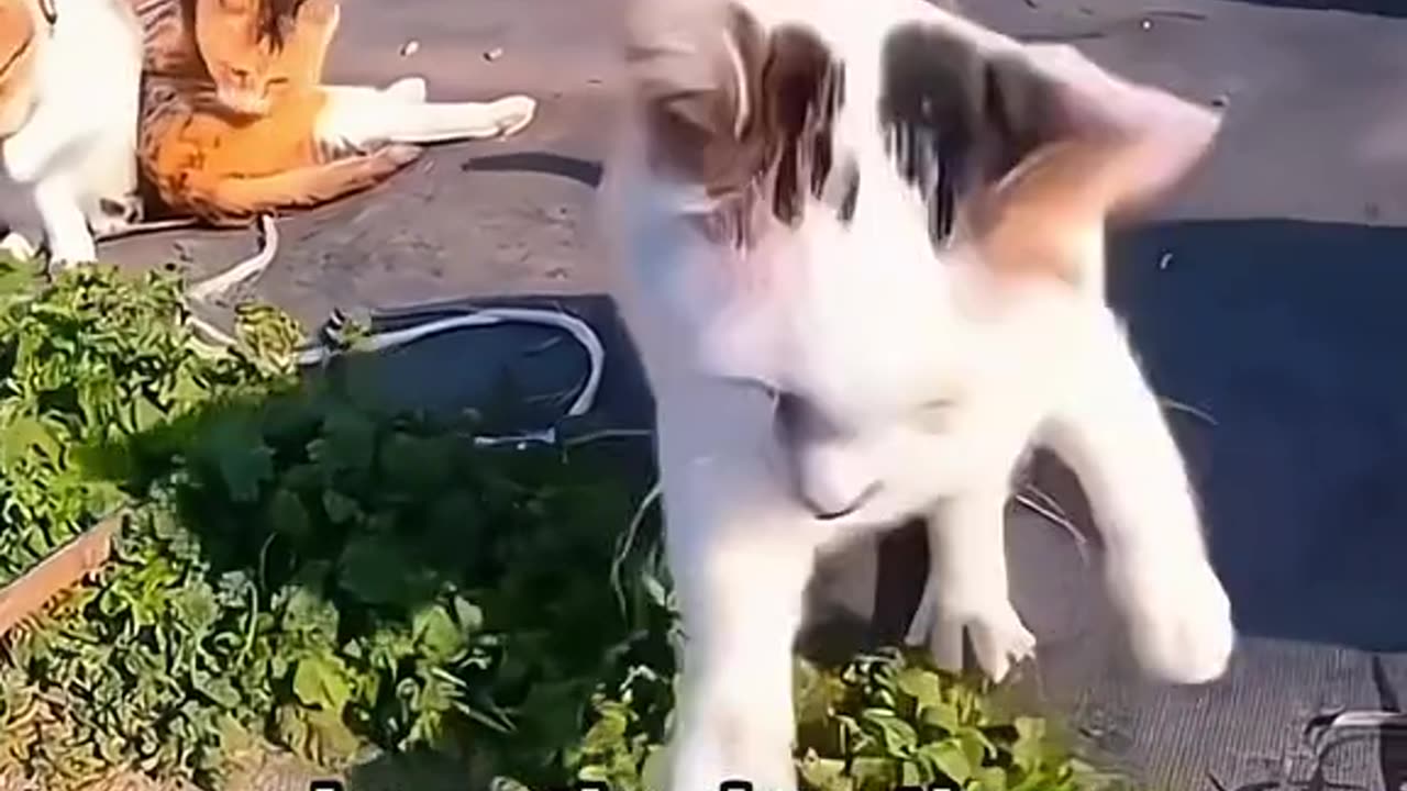 Pets funny videos 😅😅