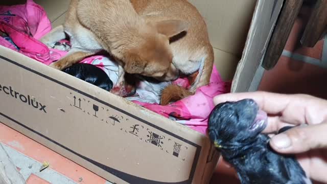 The work of saving the dog was born with suffocating, choking amniotic fluid.