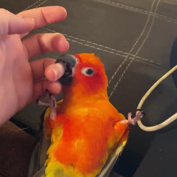 Parrot playing rolls over