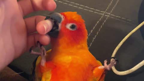 Parrot playing rolls over