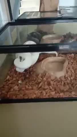 The white snake eats the mouse