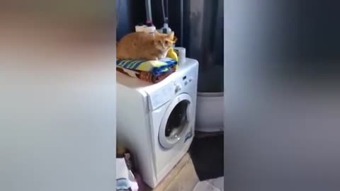 Funny video