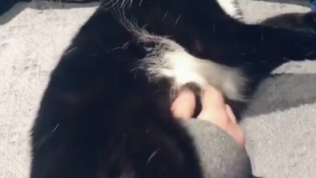 Stop playing with me | cute cats