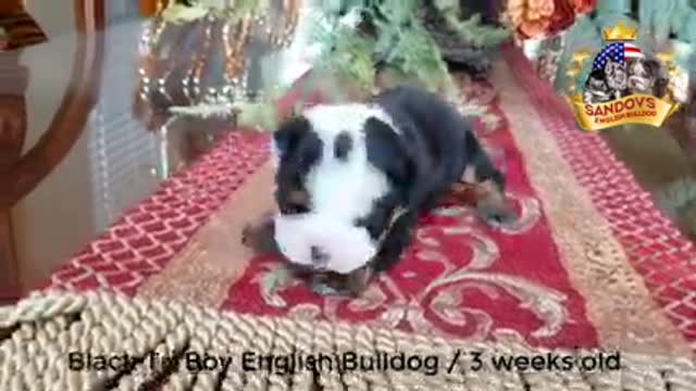 Cute Puppy English Bulldog 3 weeks old / Black Tri Boy English Bulldog