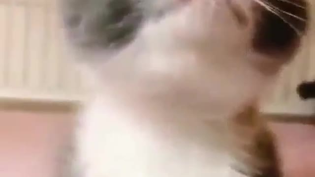 Cute cat funny video