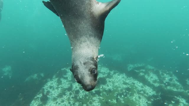 Many seals playing with the divers