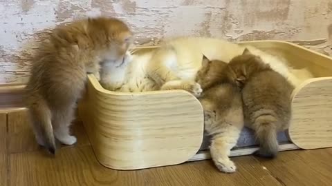 mommy cat feeding her puppies and giving affection