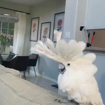 Adorable Parrot Dances Boom Boom