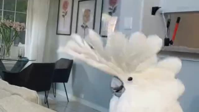 Adorable Parrot Dances Boom Boom