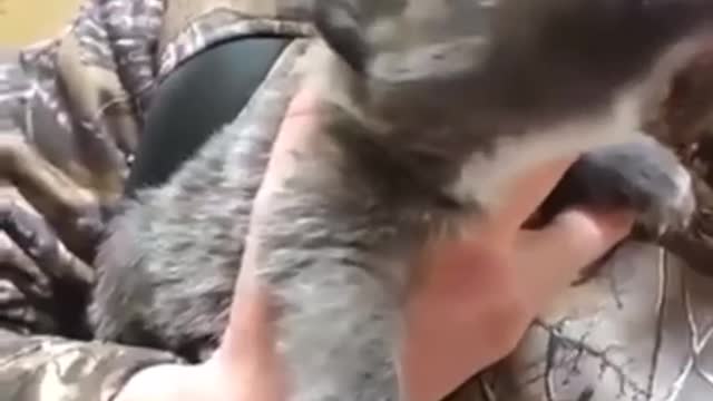 The wolf for the first time in his life to learn to twist to the moon. The best funny 🐱🐶