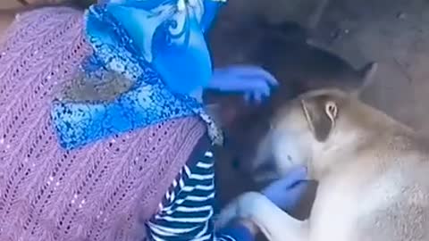 A Dog Who Thanks the Feeding of Her Puppies
