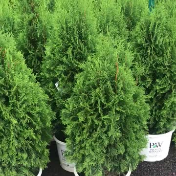 This arborvitae is not what you think it is