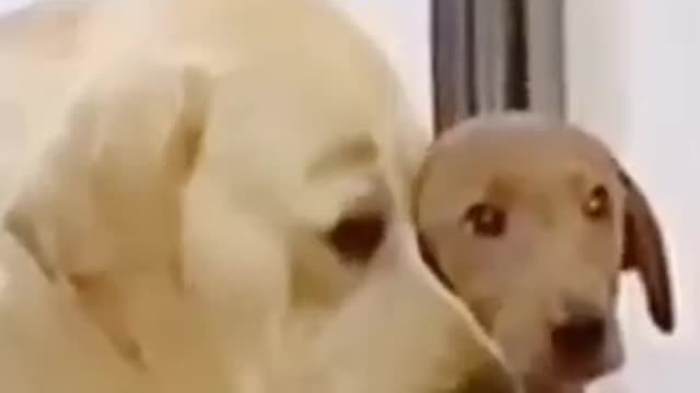 Funny dogs comedy