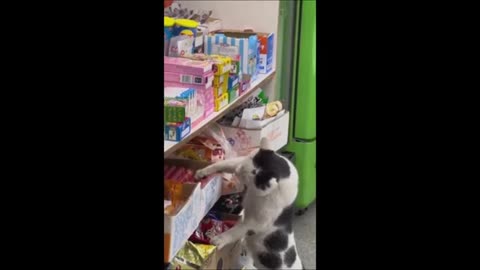 Kucing kucing menggemaskan