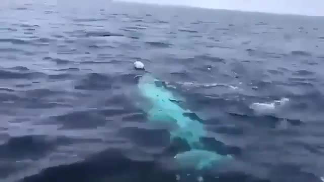 A beluga playing fetch near the North Pole