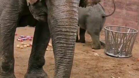 🐷🐏Watch this Funny Elephant Play Hard🤭 #shorts