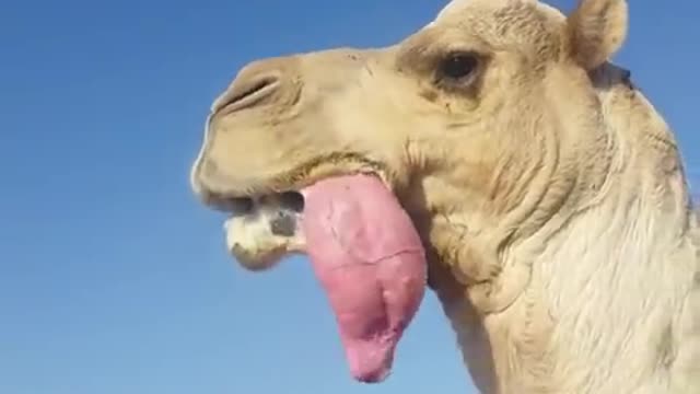 Camel big tongue