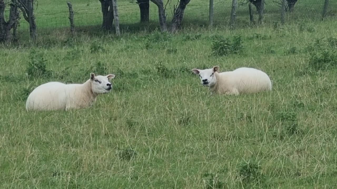 Video Of Sheep On A Farm Field