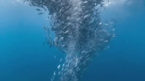 Incredible underwater scene