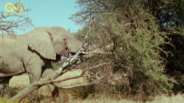 6 Wild Animals That Can KILL A LION In A Bloody Solo Battle