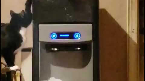 Cat waste ice
