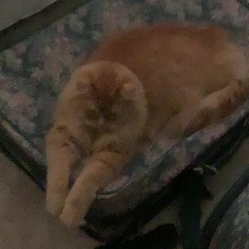 Carson H wanting to go on vacation with family