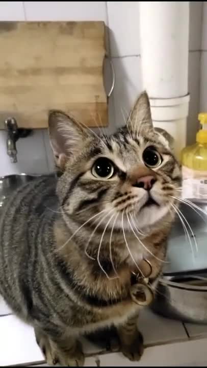 #FunnyCats gatos traviesos