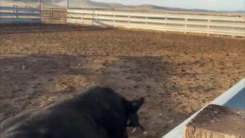 Man's Chase by a Disapproving Bull