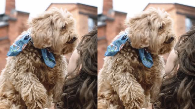 Sweet Dog Gives Kisses After Waking Up