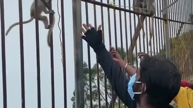 Funny monkey brought a glass #shorts