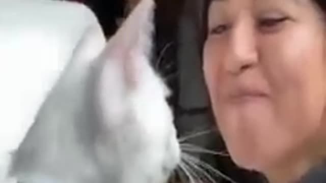 Friendly cat video !!@