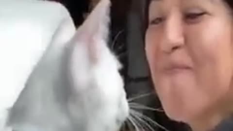 Friendly cat video !!@