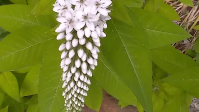 Gooseneck loosestrife