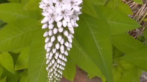 Gooseneck loosestrife