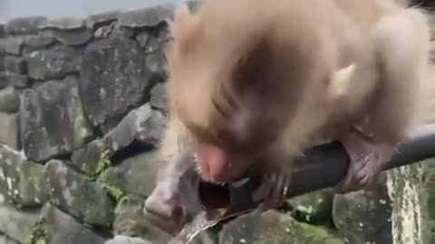 Baby monkey is a very thurst but he 🙉not drink a water