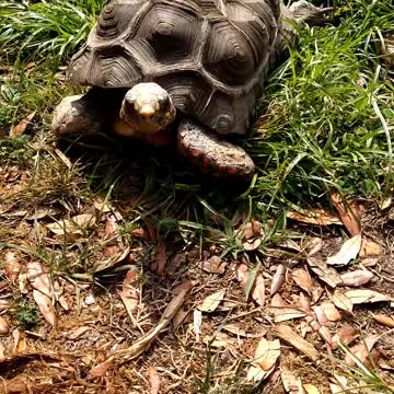 Chirping Redfoot Tortoise