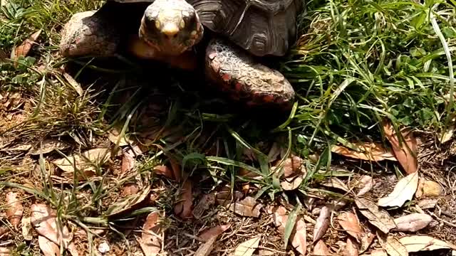 Chirping Redfoot Tortoise