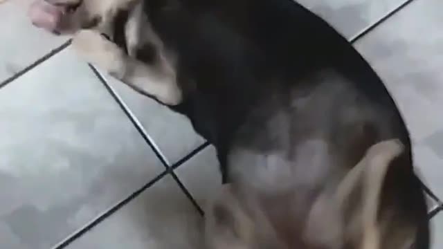Pituxa trying to exercise kkkk