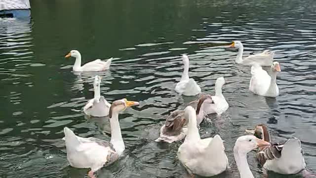 DUCK In Nainital lake