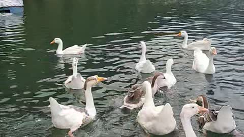 DUCK In Nainital lake