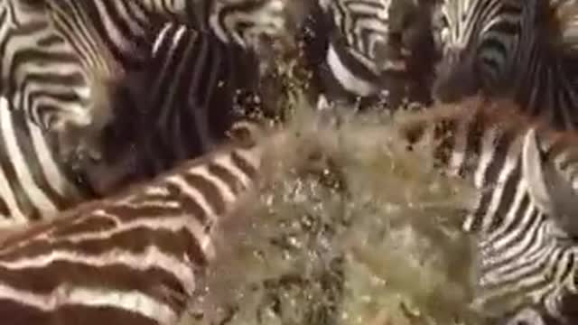 Crocodile bites zebra drinking from river