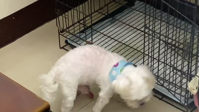 Maltese wants to relax