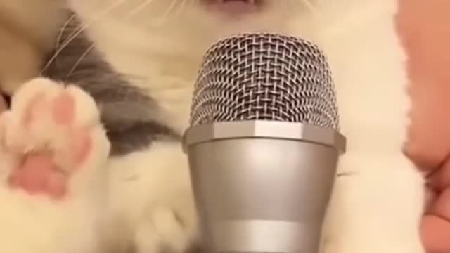 Cat singing a beautiful song❣️🥰