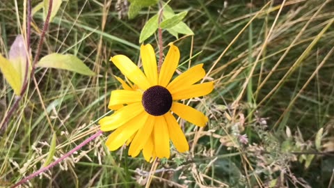 Black-eyed Susan