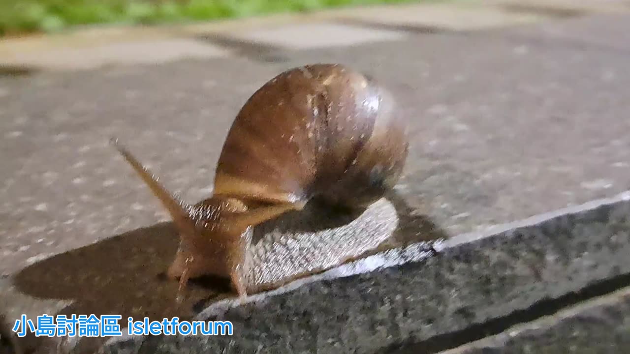 雨後蝸牛們 Snails after rain mhp4031 sept2024