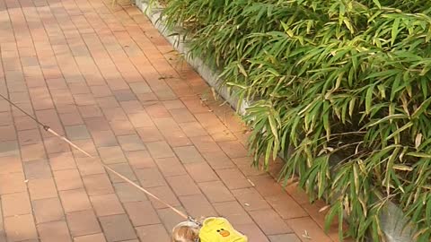 A dog carrying a bag for a walk