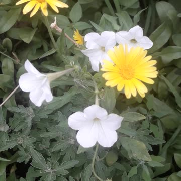 Calendula and petunia