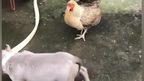 funny dog getting scared by a chicken